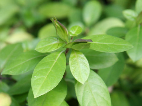 Barleria repens