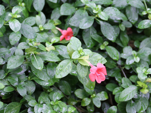 Barleria repens