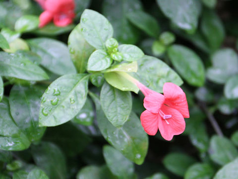 Barleria repens