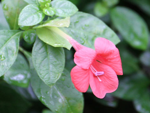 Barleria repens