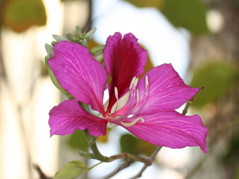 Bauhinia blakeana