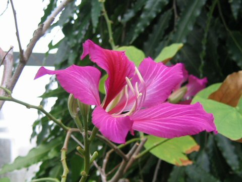 Bauhinia blakeana