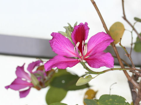 Bauhinia blakeana