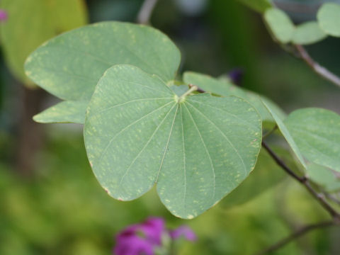 Bauhinia blakeana