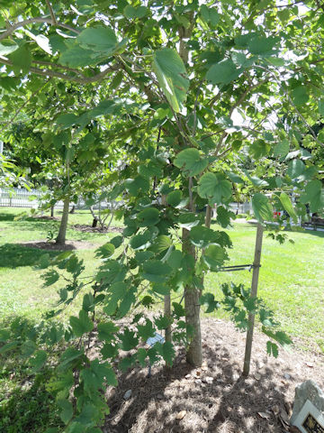 Bauhinia blakeana