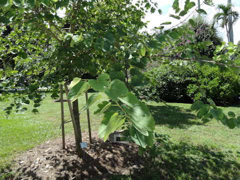 Bauhinia blakeana