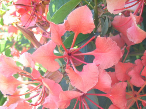 Bauhinia galpinii