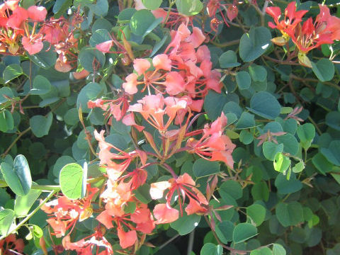 Bauhinia galpinii