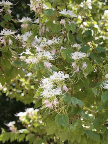 Bauhinia mexicana