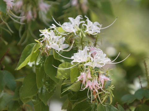 Bauhinia mexicana