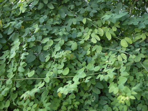 Bauhinia yunnanensis