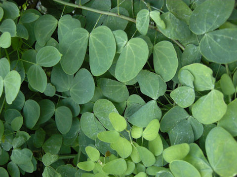 Bauhinia yunnanensis