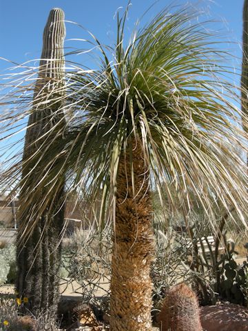 Beaucarnea bigelovii