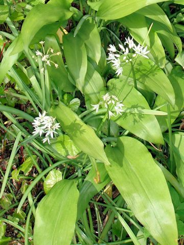 Allium ursinum