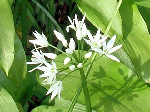 Allium ursinum