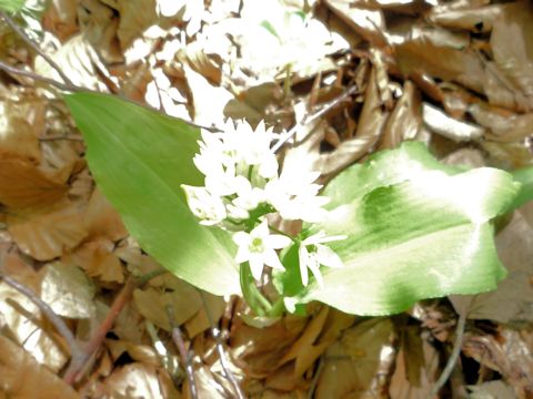 Allium ursinum