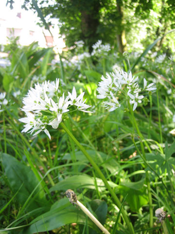 Allium ursinum