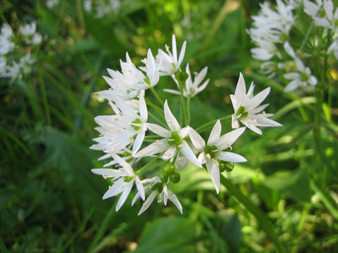 Allium ursinum