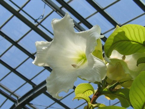 Beaumontia grandiflora