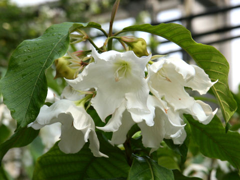 Beaumontia multiflora