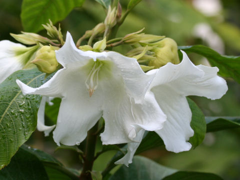 Beaumontia multiflora