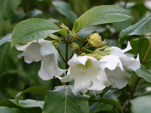 Beaumontia multiflora