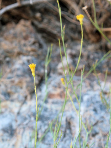 Bebbia juncea