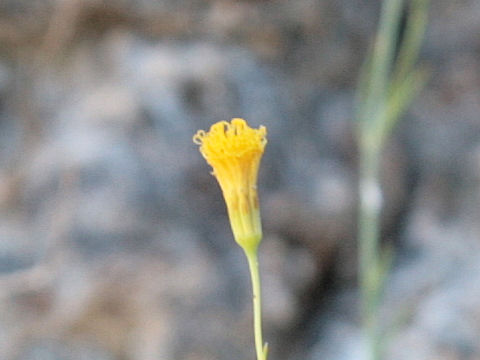 Bebbia juncea