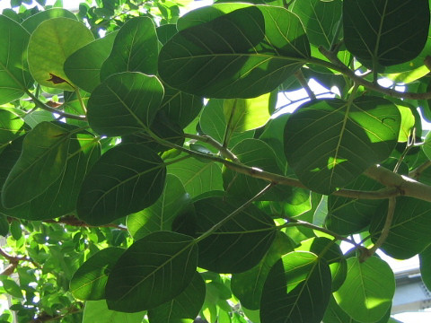 Ficus benghalensis