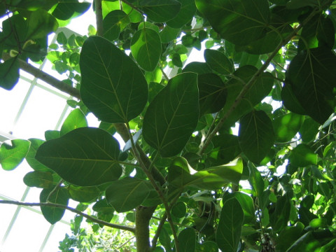 Ficus benghalensis