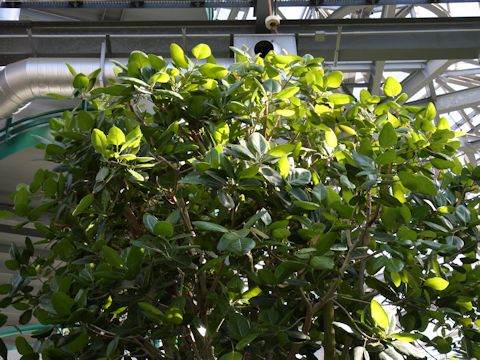 Ficus benghalensis