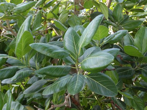 Ficus benghalensis