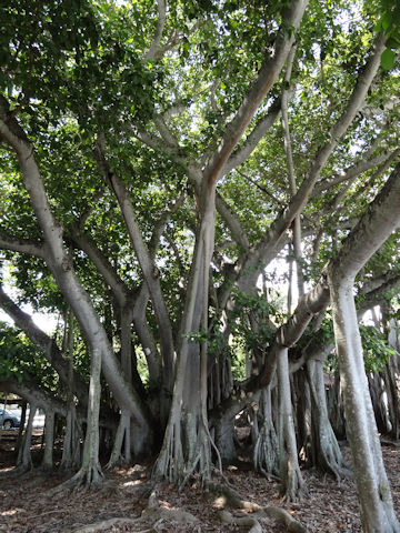 Ficus benghalensis