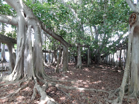 Ficus benghalensis