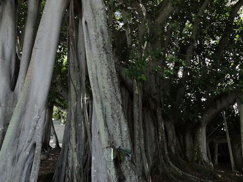 Ficus benghalensis