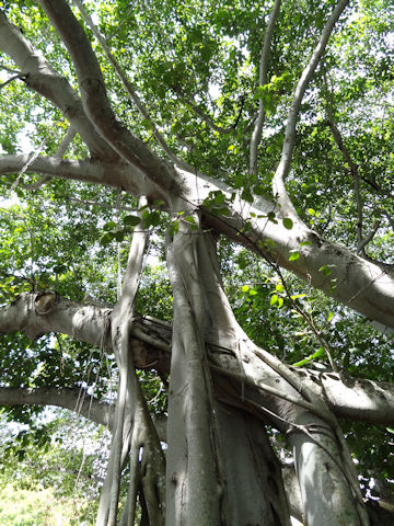 Ficus benghalensis