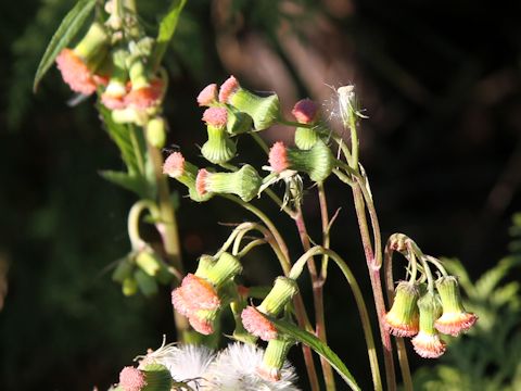 Crassocephalum crepidioides