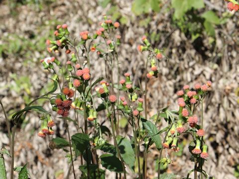 Crassocephalum crepidioides