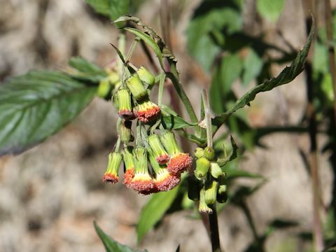 Crassocephalum crepidioides