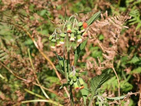 Crassocephalum crepidioides