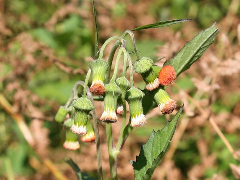 Crassocephalum crepidioides