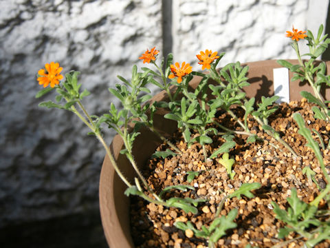 Gorteria diffusa