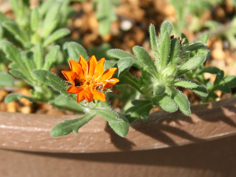 Gorteria diffusa