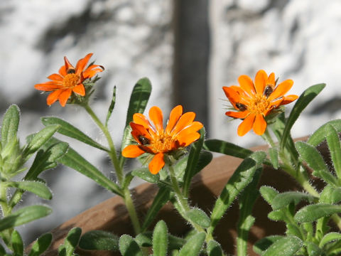 Gorteria diffusa