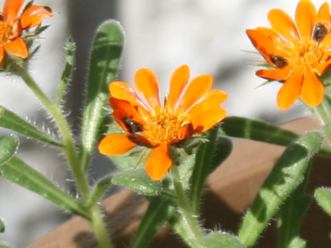 Gorteria diffusa