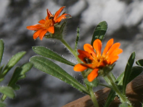 Gorteria diffusa