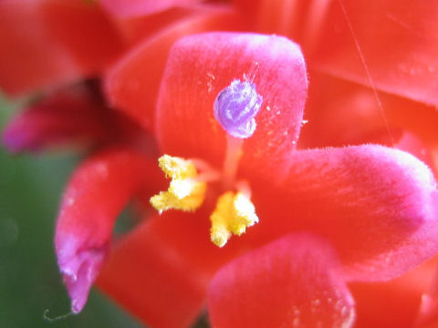 Billbergia pyramidalis