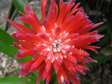 Billbergia pyramidalis