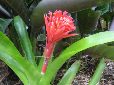 Billbergia pyramidalis