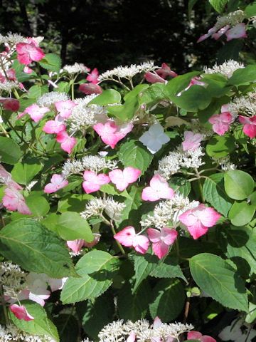 Hydrangea serrata f. rosalba